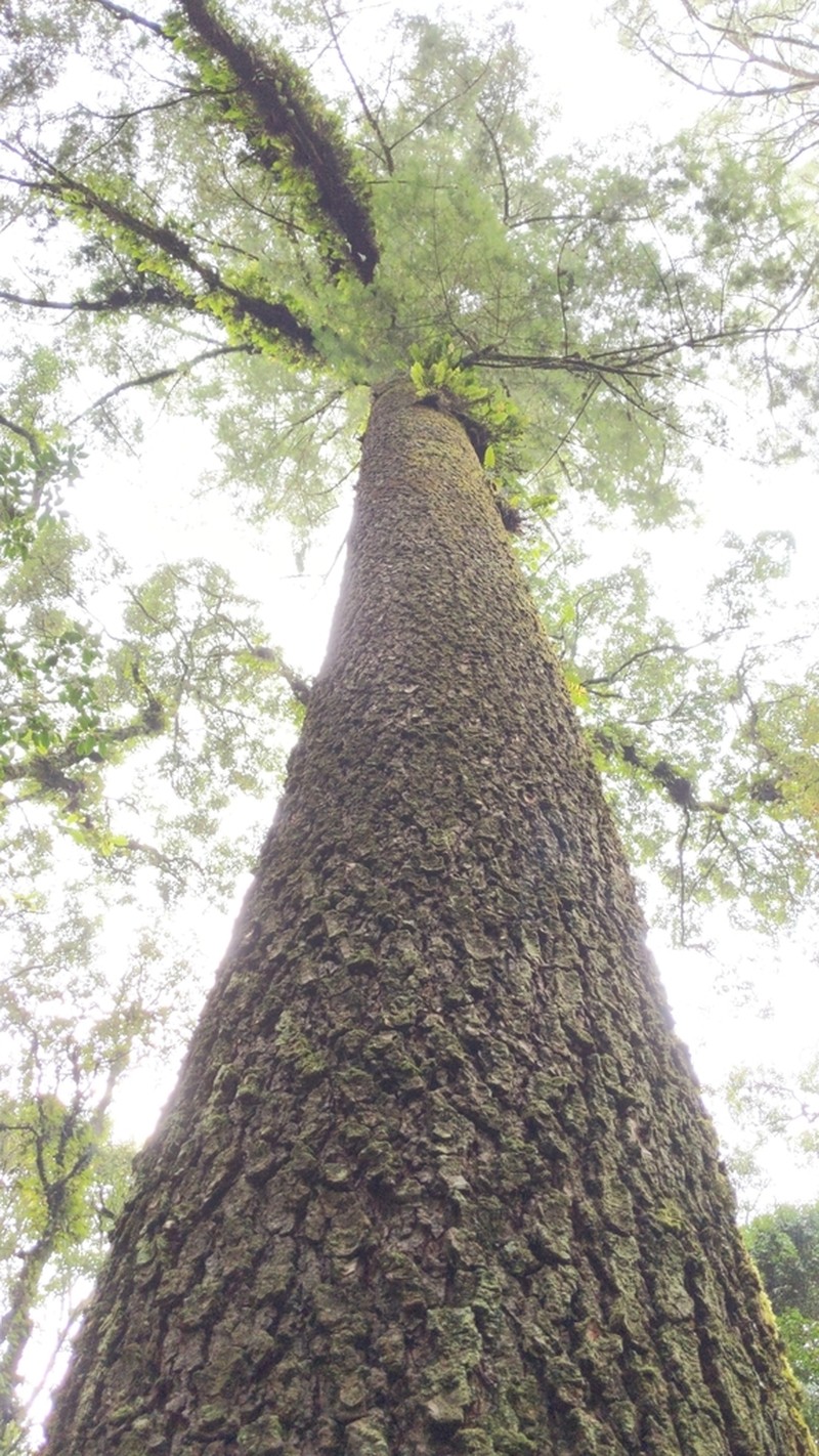 Abies flinckii photo 3