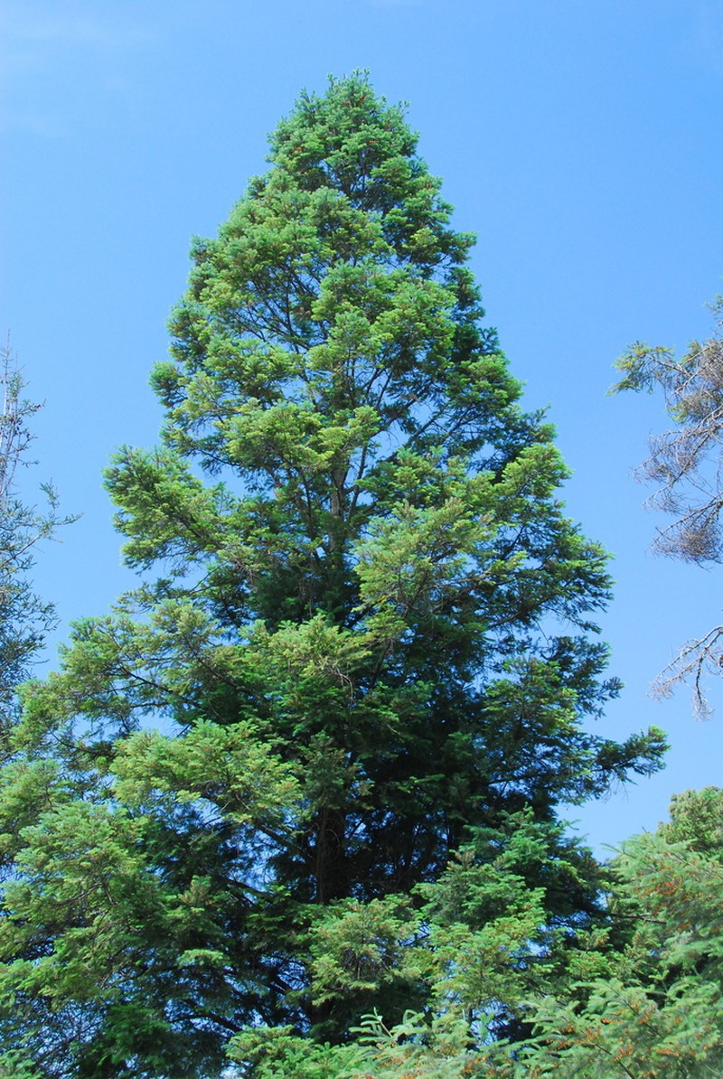 Abies flinckii photo 4