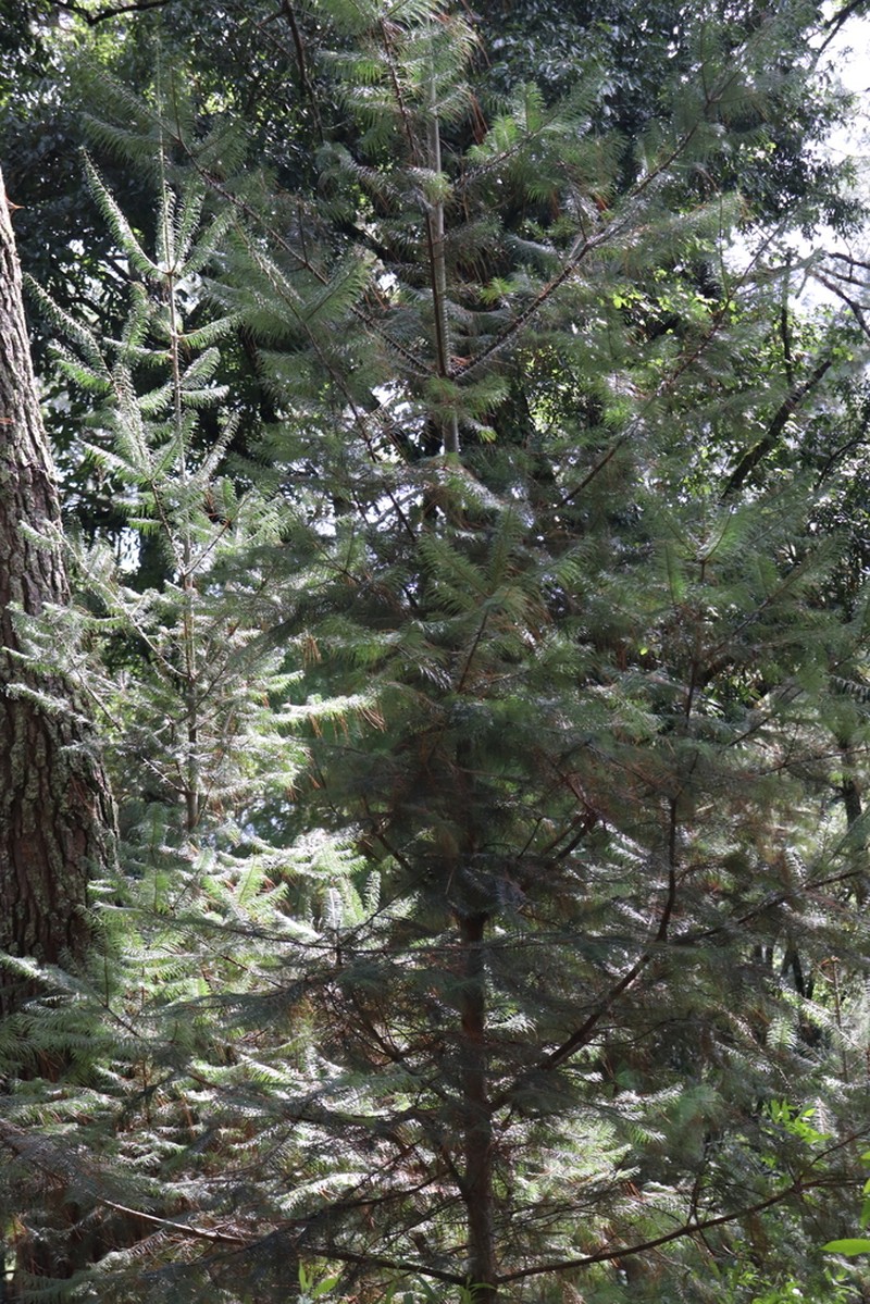 Abies flinckii photo 5