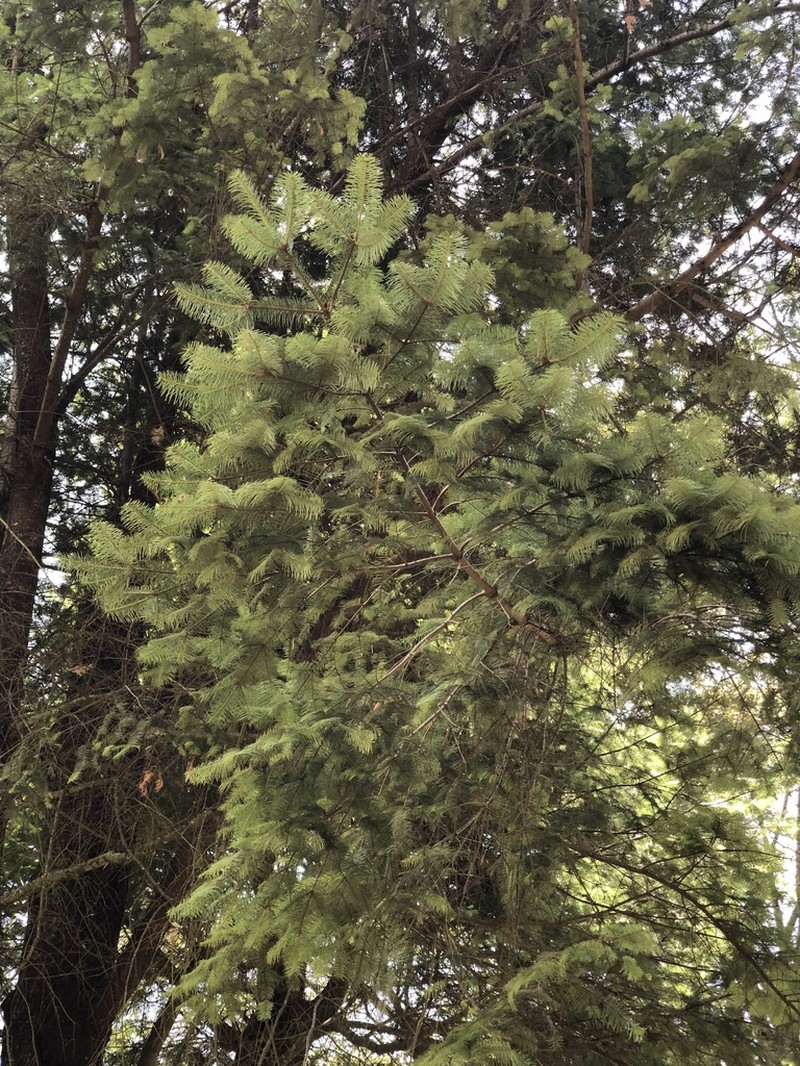 Abies flinckii photo 6