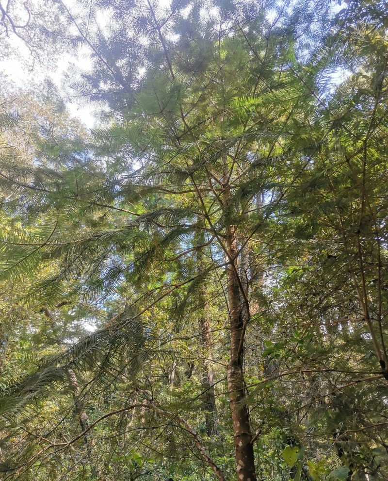Abies flinckii photo 7