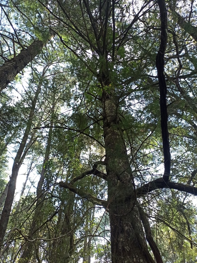 Abies flinckii photo 8