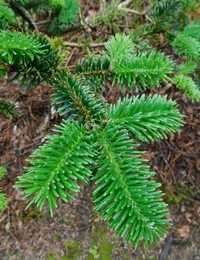 Abies forrestii
