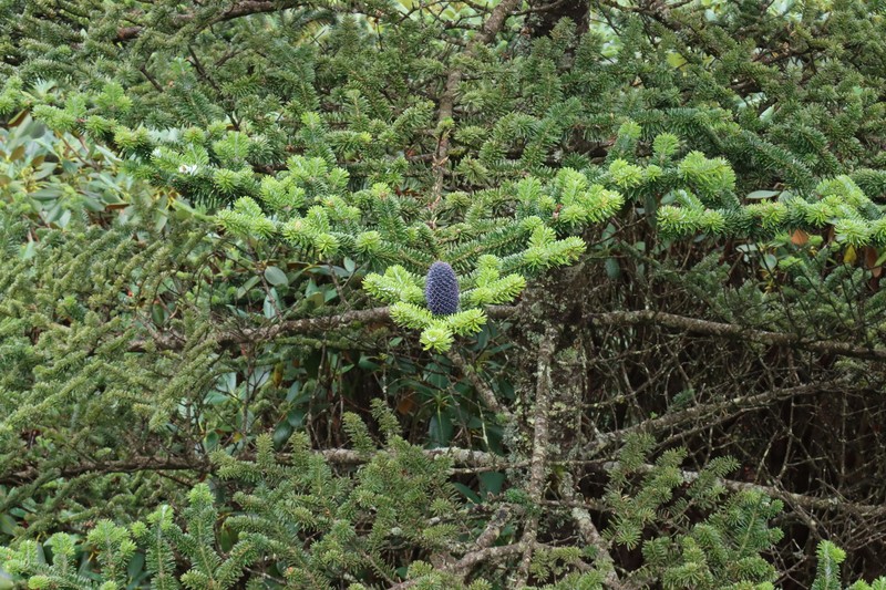Abies forrestii photo 6