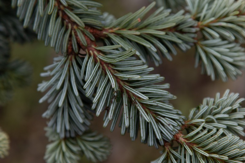 Abies forrestii photo 7