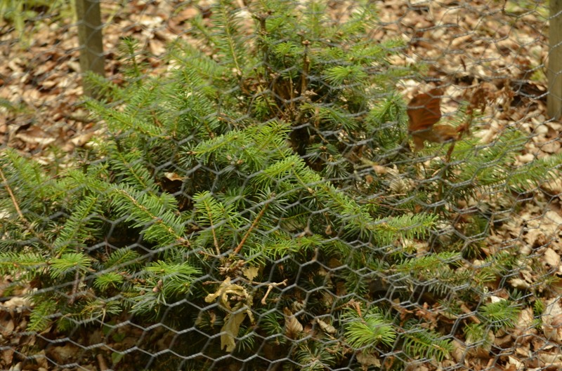 Abies forrestii var. ferreana