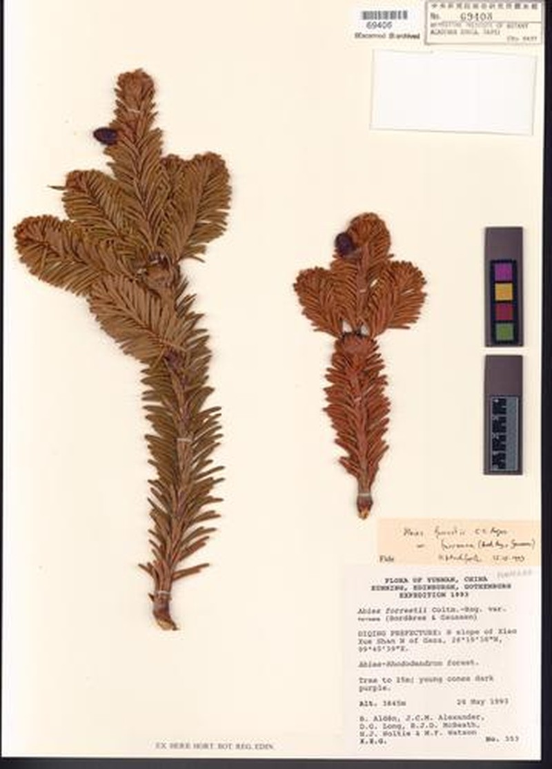 Abies forrestii var. ferreana photo 2