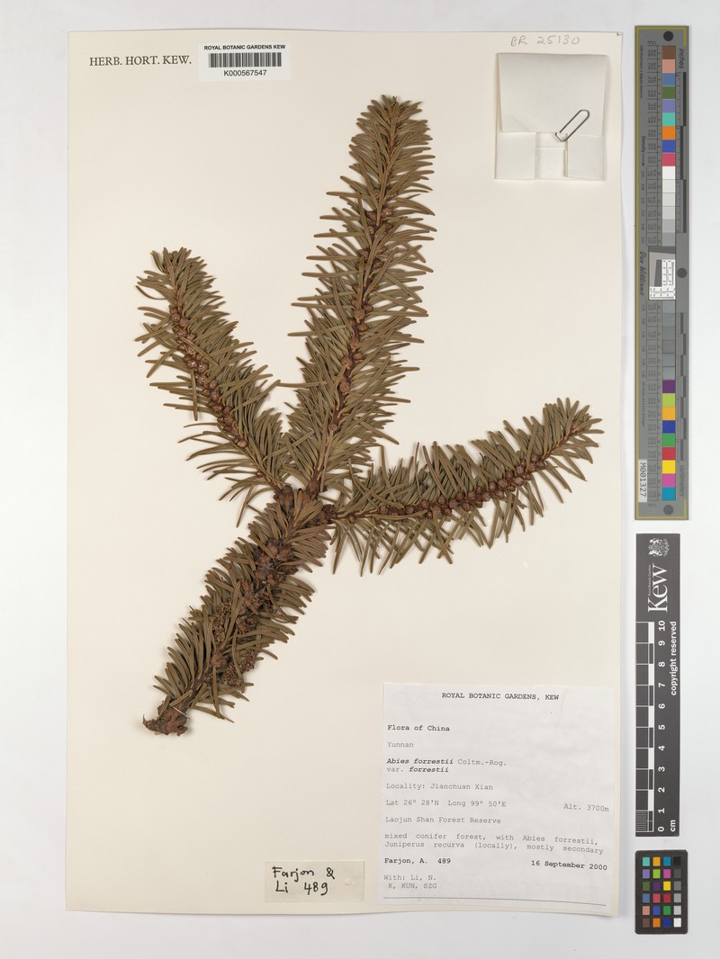 Abies forrestii var. forrestii