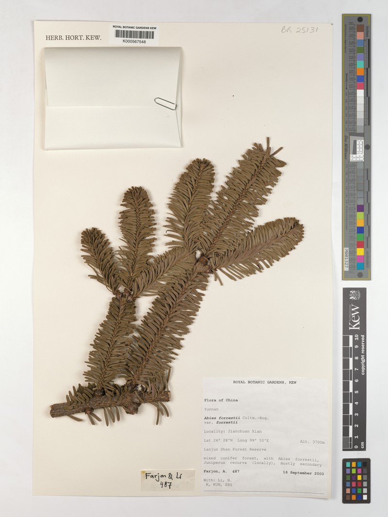 Abies forrestii var. forrestii photo 2