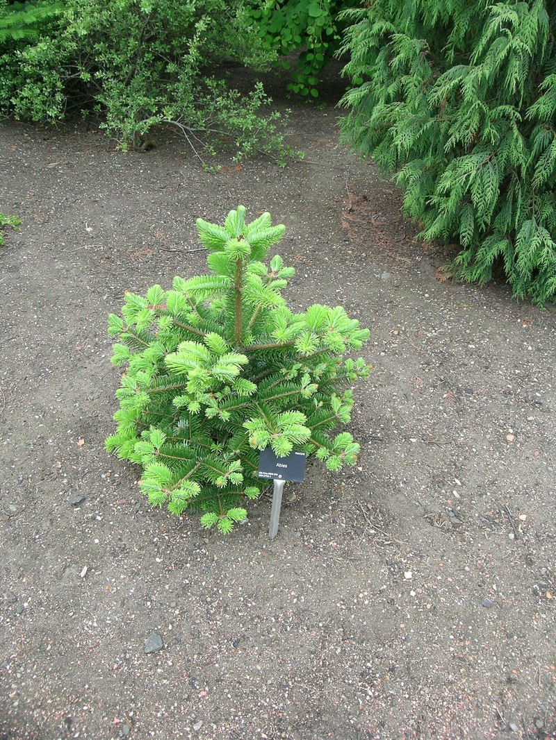 Abies forrestii var. forrestii photo 3