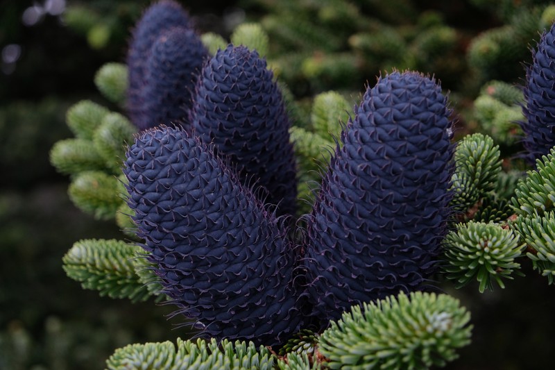Abies forrestii var. georgei photo 2