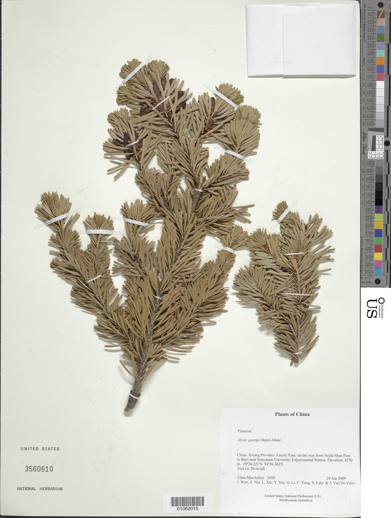 Abies forrestii var. georgei photo 3