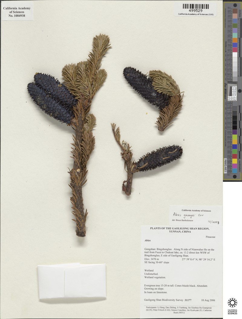 Abies forrestii var. georgei photo 4