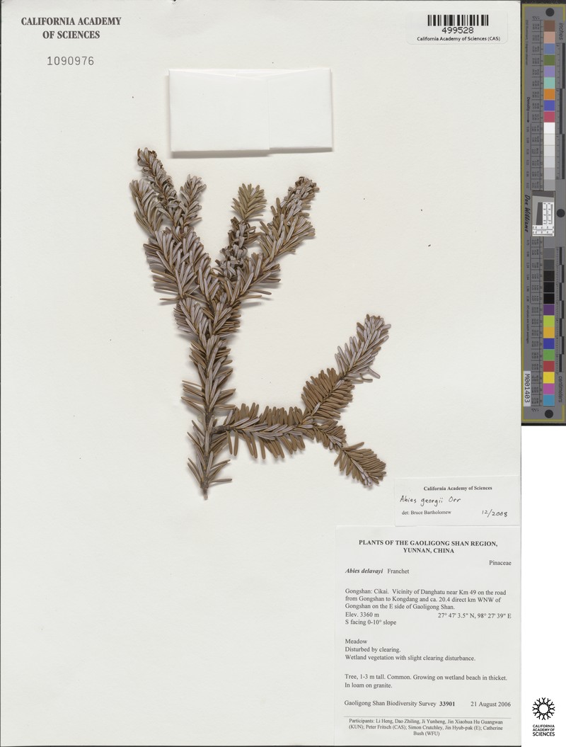 Abies forrestii var. georgei photo 5