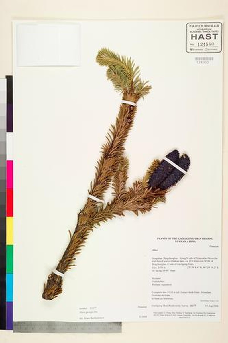 Abies forrestii var. georgei photo 6