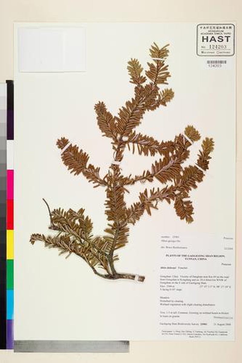 Abies forrestii var. georgei photo 7