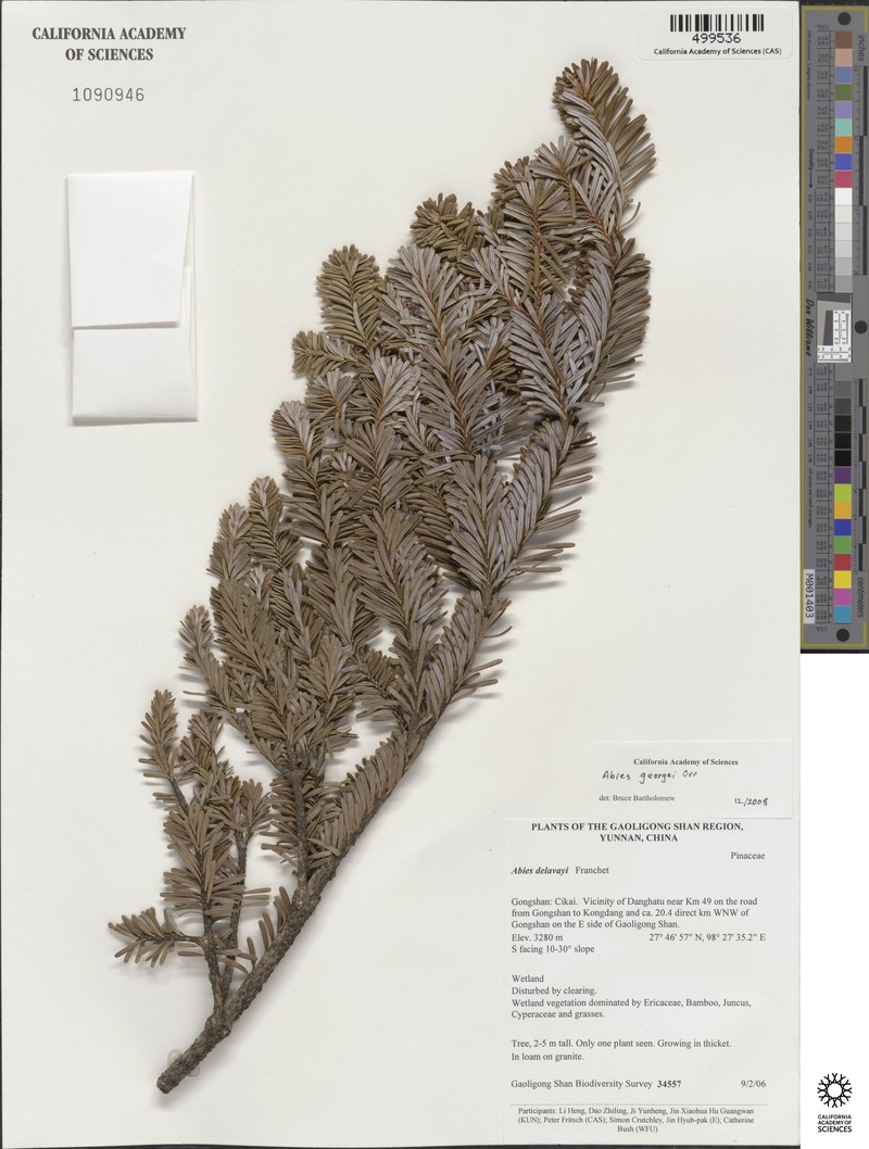 Abies forrestii var. georgei photo 8