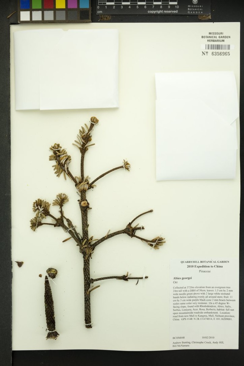 Abies forrestii var. georgei