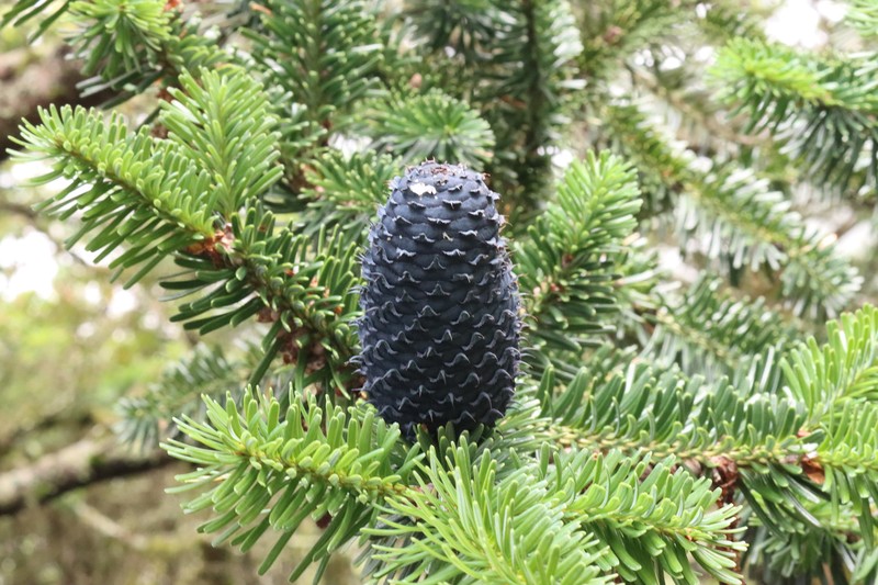 Abies forrestii var. smithii photo 2