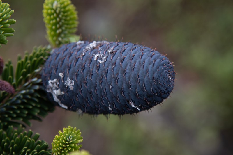 Abies forrestii var. smithii photo 3