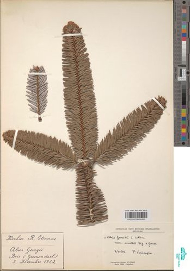 Abies forrestii var. smithii photo 4