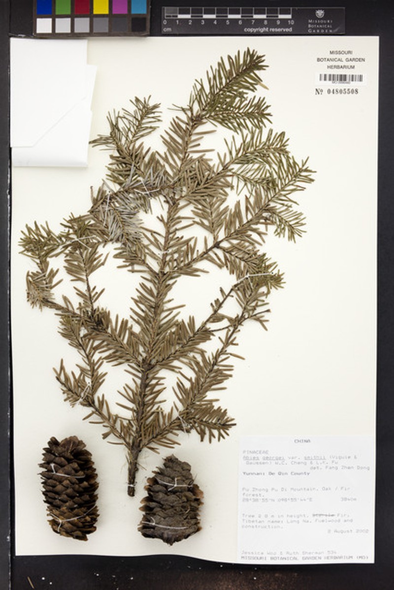 Abies forrestii var. smithii photo 5