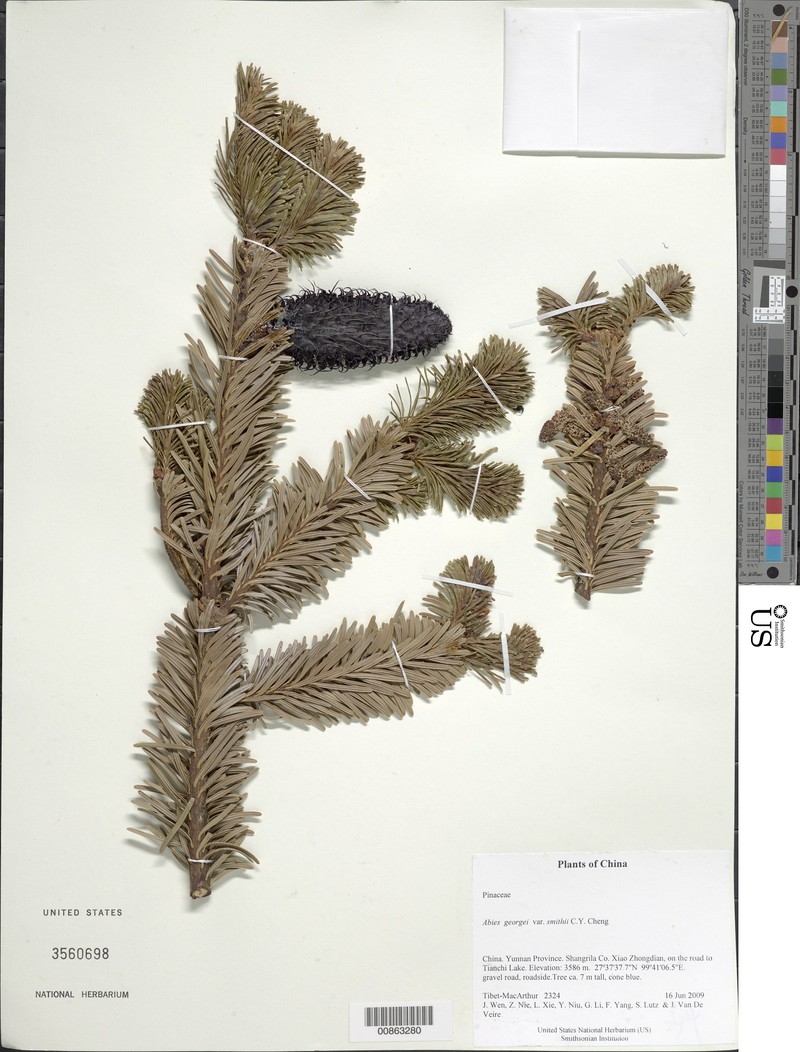 Abies forrestii var. smithii