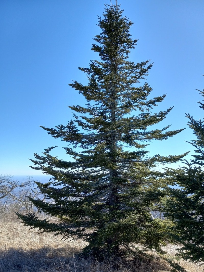Fraser Fir photo 3