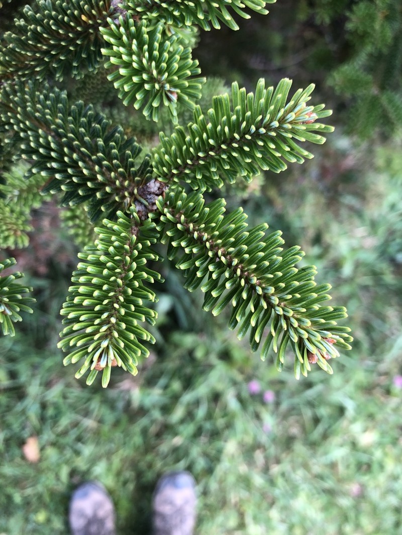 Fraser Fir photo 4