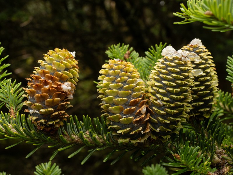Fraser Fir photo 6