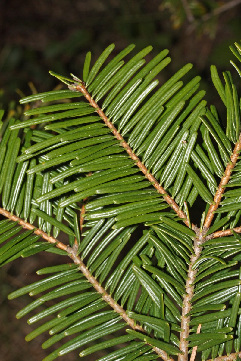 Grand Fir photo 2