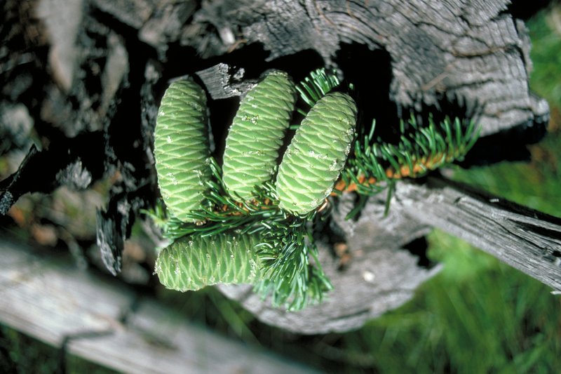 Grand Fir photo 3