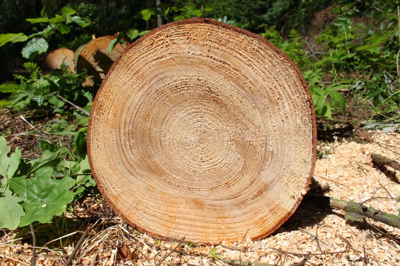 Grand Fir photo 4