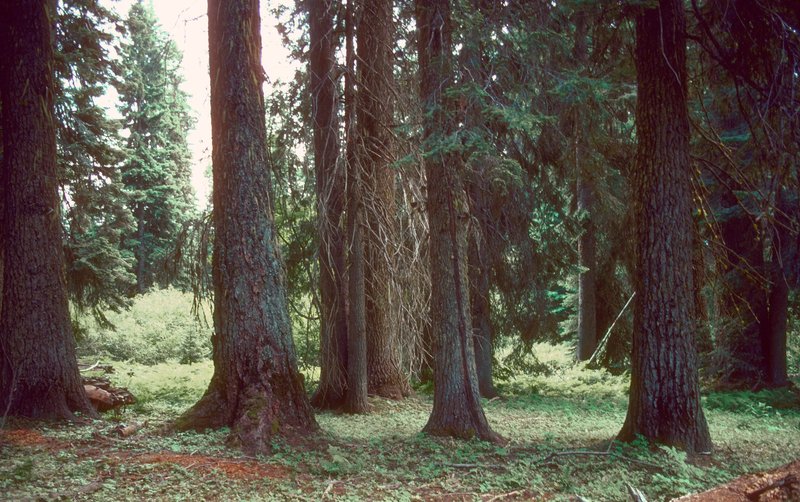 Grand Fir photo 6