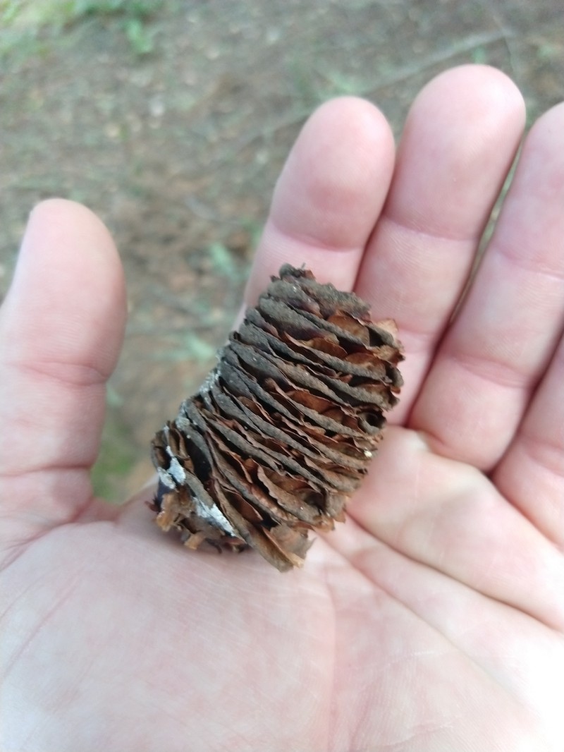 Grand Fir photo 7