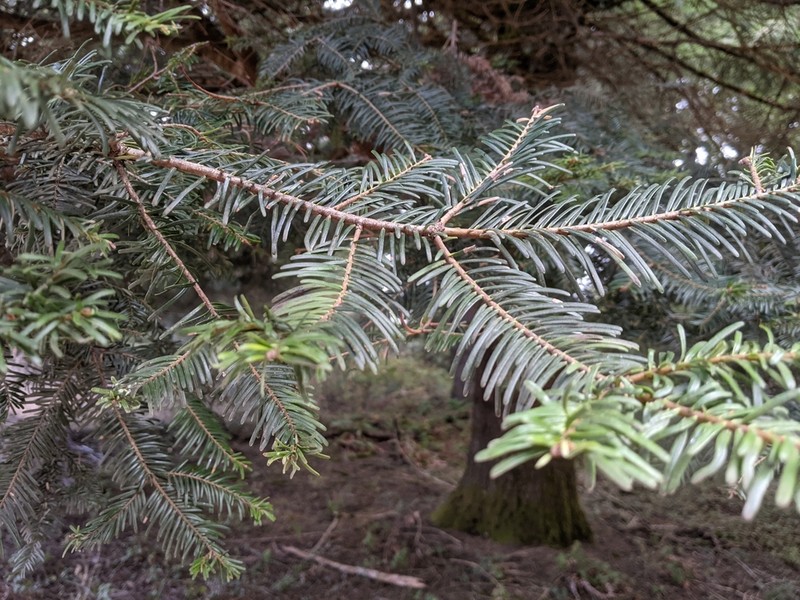 Grand Fir photo 8