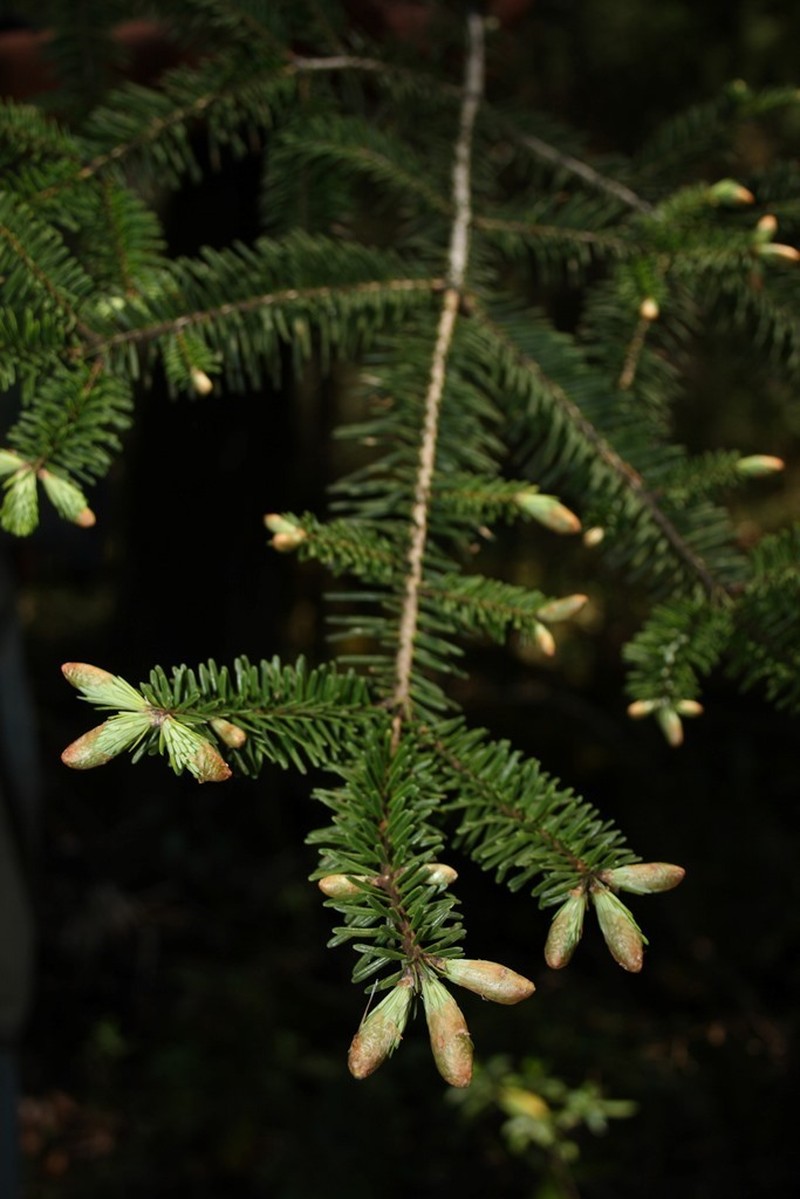 Guatemalan Fir