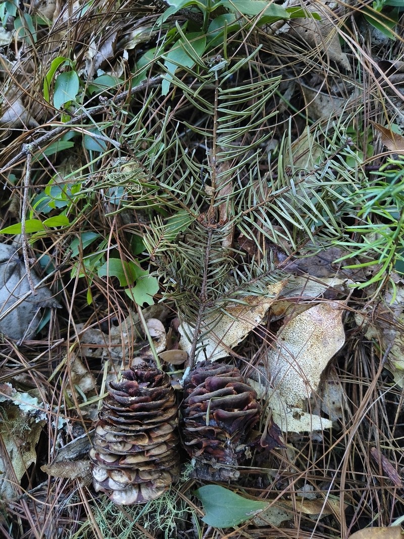 Guatemalan Fir photo 2