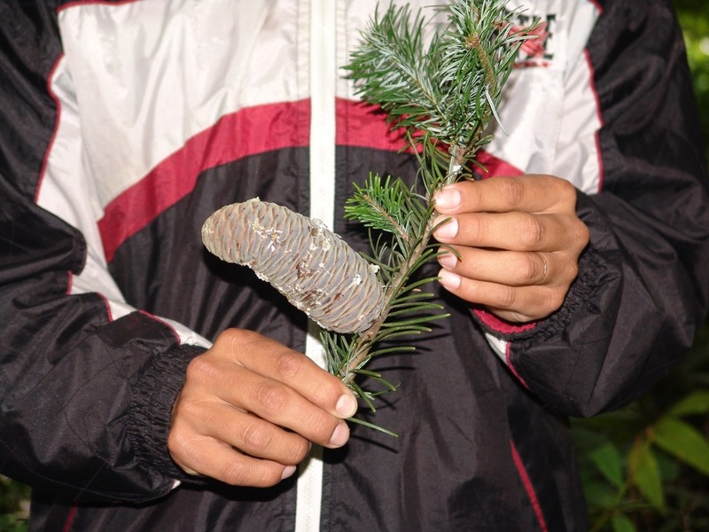 Guatemalan Fir photo 3