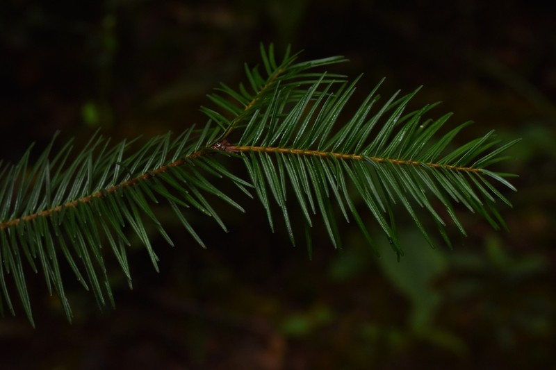 Guatemalan Fir photo 4