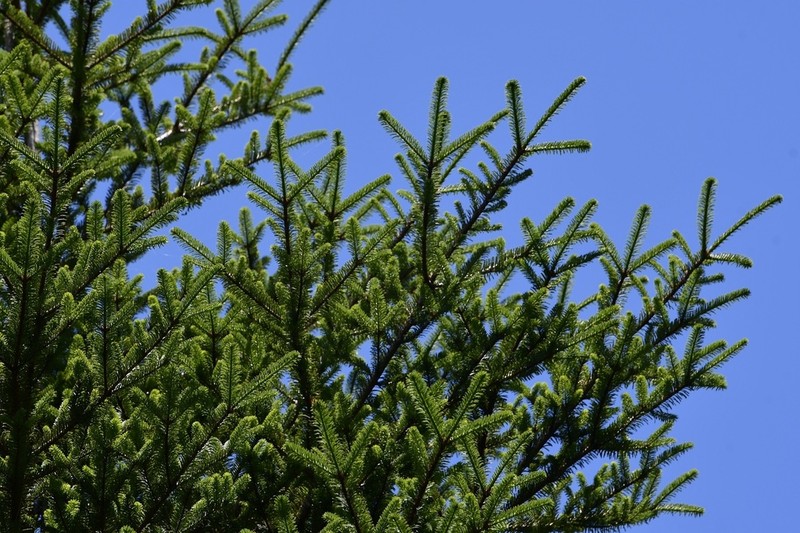 Guatemalan Fir photo 5