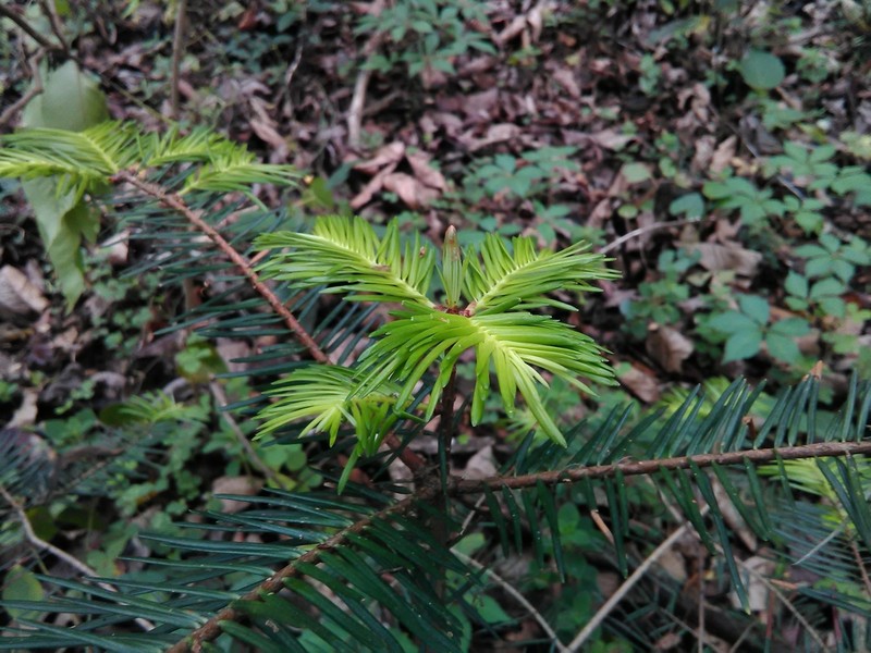 Guatemalan Fir photo 6