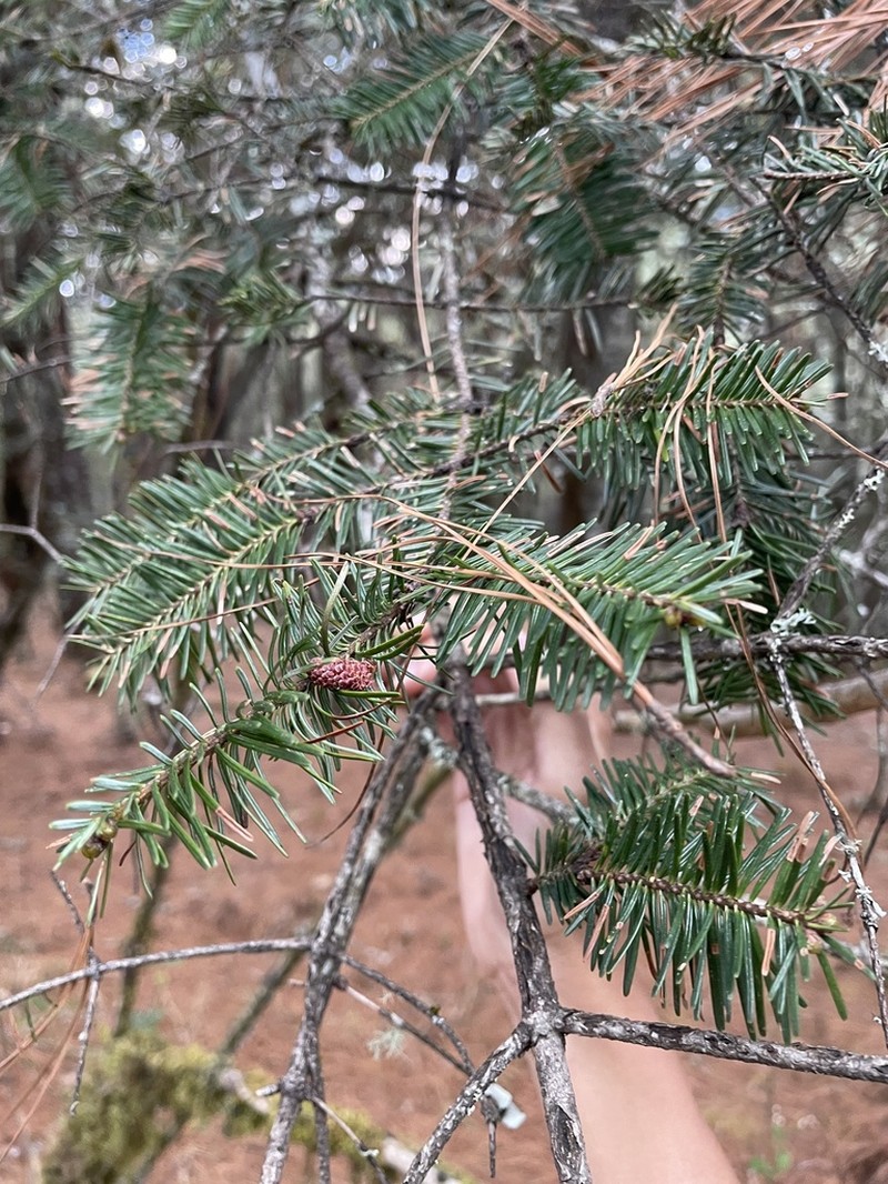 Guatemalan Fir photo 7