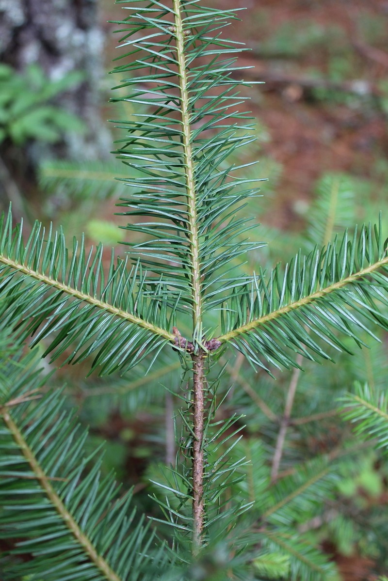 Guatemalan Fir photo 8