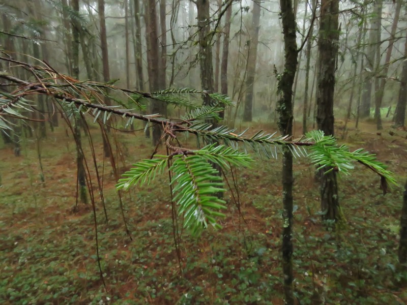 Abies hickelii