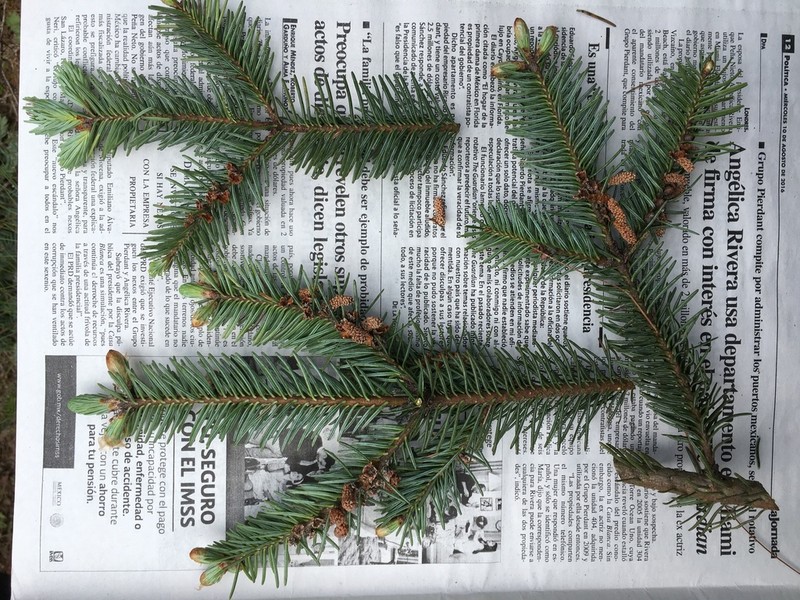 Abies hickelii photo 2