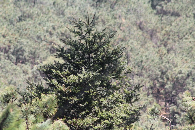 Abies hickelii photo 3