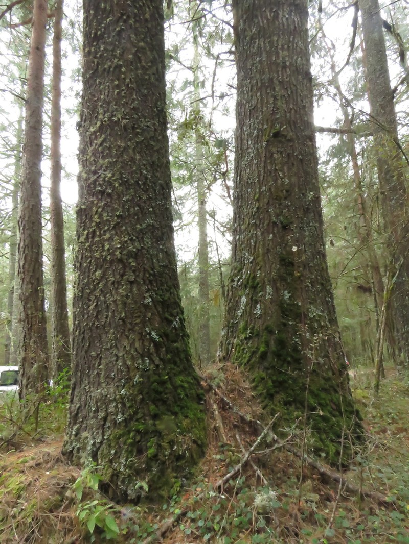 Abies hickelii photo 4