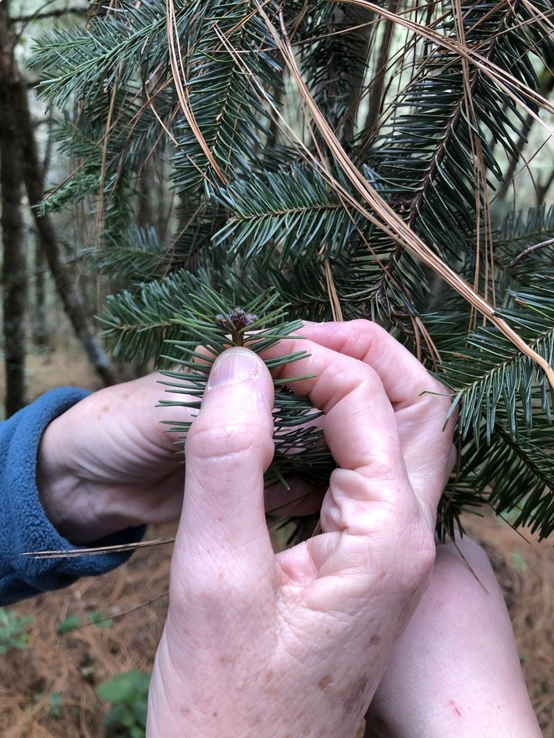 Abies hickelii photo 5
