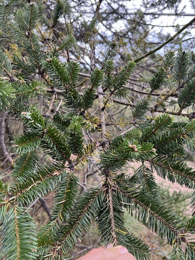 Abies hickelii photo 6